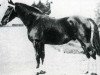 stallion Vas Y Donc (Anglo-Norman, 1921, from Karikal)