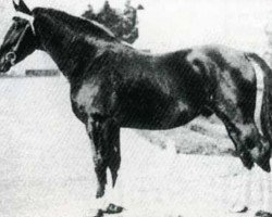 stallion Vas Y Donc (Anglo-Norman, 1921, from Karikal)