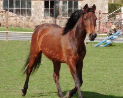 Pferd Shalima (Deutsches Reitpony, 1994, von Rhoson Telor)