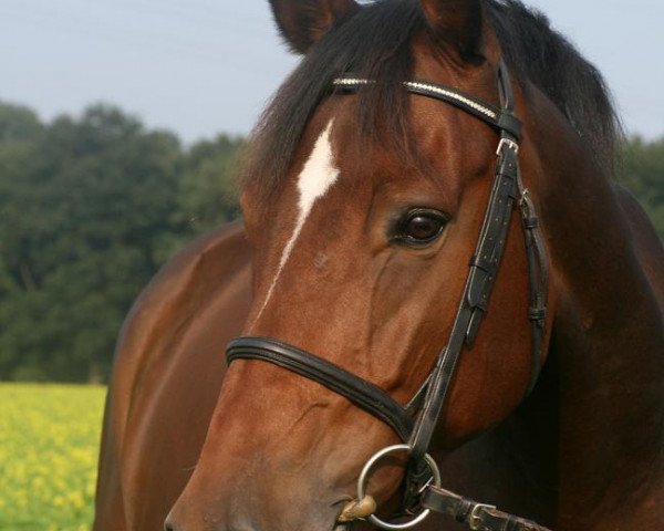 horse Rocking Relais (Belgian Warmblood, 2001, from Kashmir van't Schuttershof)