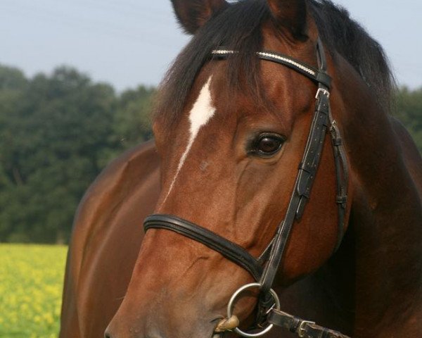 Pferd Rocking Relais (Belgisches Warmblut, 2001, von Kashmir van't Schuttershof)