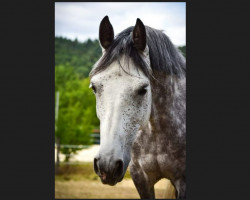 Dressurpferd Sallins Thyme (Connemara-Pony, 2012, von Moonlight Silver Shadow)