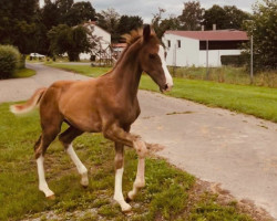 dressage horse Hengst von First Deal x Don Olymbrio (Westphalian, 2021, from First Deal)