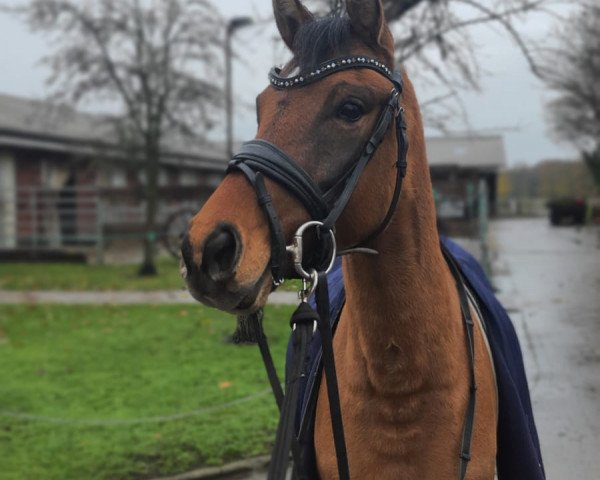 broodmare Daily Sunrise (German Riding Pony, 2018, from Dewino G)