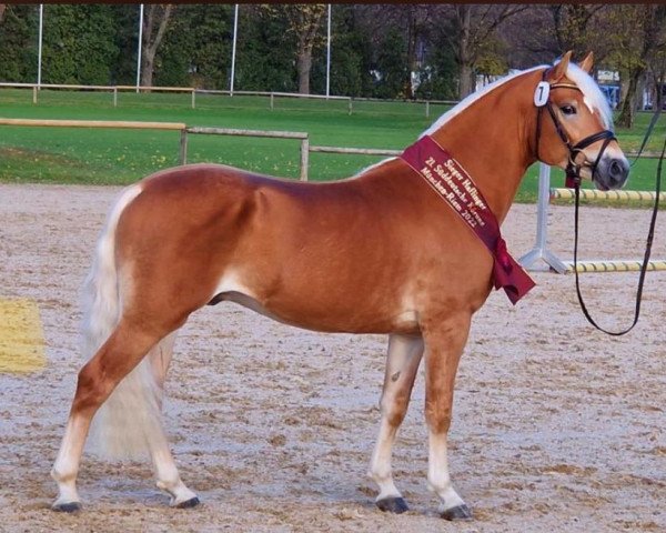 Dressurpferd Nachtprinz (H) (Haflinger, 2020, von Nachtstolz)