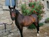 broodmare Farah Diba (Hanoverian, 2001, from Fabriano)