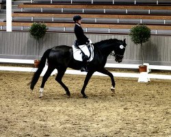 dressage horse Don Delaire (Oldenburg, 2017, from Don Nobless)