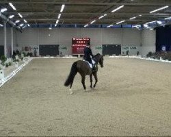 dressage horse Embarcacion (Westphalian, 2002, from Eldino)