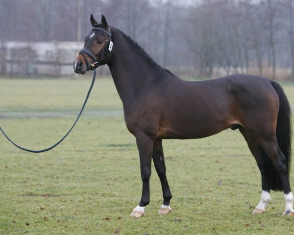 stallion Nimzikki (Nederlands Rijpaarden en Pony, 2001, from Nobility du Bois)