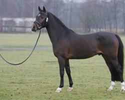 Deckhengst Nimzikki (Nederlands Rijpaarden en Pony, 2001, von Nobility du Bois)