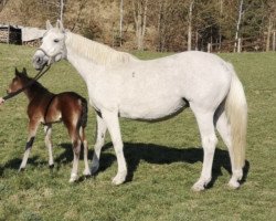 broodmare Utala (Holsteiner, 2004, from Nekton)