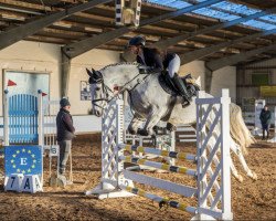 jumper Querido 76 (Oldenburg show jumper, 2016, from Quasimodo vd Molendreef)