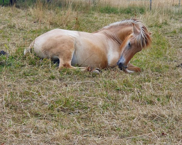 horse Holly (Fjord Horse, 2020, from Friso)