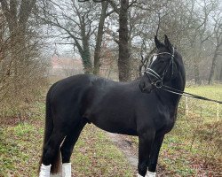 dressage horse Elfenprinz 19 (Trakehner, 2018, from Honoré du Soir)