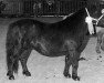 Zuchtstute Bavin of Marshwood (Shetland Pony, 1978, von Surety of Marshwood)