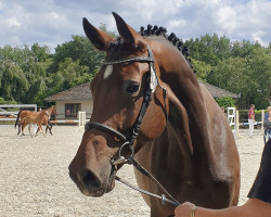 broodmare Giuletta (Holsteiner, 2014, from Calido I)