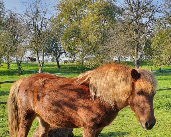 Pferd Eimyrja vom Hof der anderen Art (Islandpferd, 2010, von Thokki)