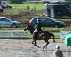 jumper Caretina 27 (German Sport Horse, 2003, from Convoi)