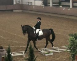 horse Trenton (Swedish Warmblood, 1999, from Tip-Top)