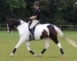 dressage horse Checkmate Roundthorn (KWPN (Royal Dutch Sporthorse), 2007, from Sandreo)