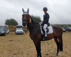 jumper Catello 5 (Hessisches Warmblut, 2009, from Conteur)