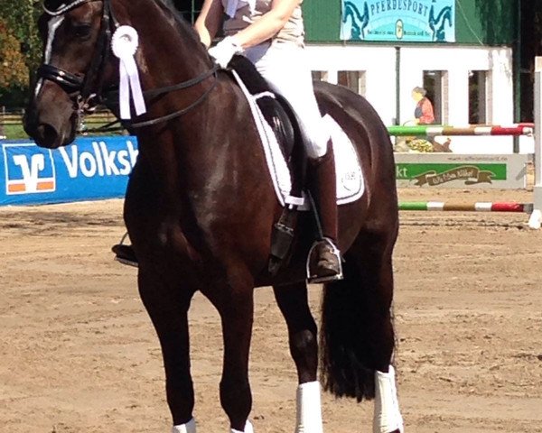 dressage horse Rodrigez (Westphalian, 2008, from Rohjuwel OLD)