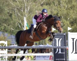 jumper Acumano Chin Z (Zangersheide riding horse, 2016, from Atomic Z)