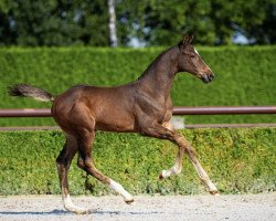 Springpferd Grand Prix (Oldenburger Springpferd, 2022, von Grand Slam VDL)