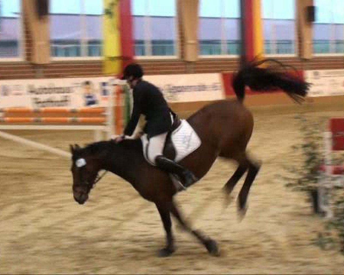 Zuchtstute Percy (Westfale, 2004, von Potential)