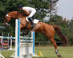 dressage horse Fantasy III (Trakehner, 2000, from Tolstoi)