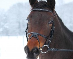 dressage horse Helinnéa (Trakehner, 2007, from Linne)