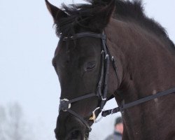 broodmare Helize (Trakehner, 2003, from Buddenbrock)