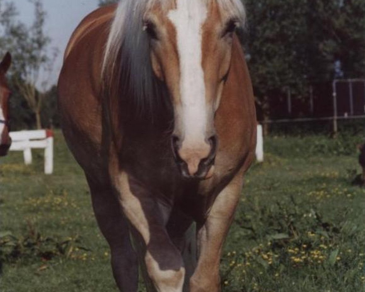 horse Nelvin 3 (Haflinger, 2001, from Nebos II (3,125% ox))