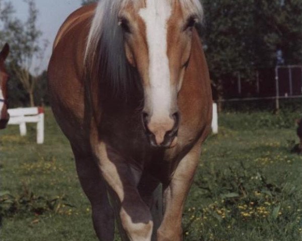 dressage horse Nelvin 3 (Haflinger, 2001, from Nebos II (3,125% ox))