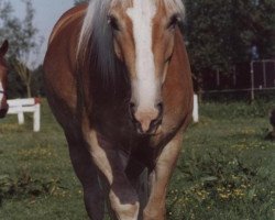 dressage horse Nelvin 3 (Haflinger, 2001, from Nebos II (3,125% ox))