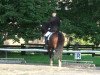 dressage horse Amos 71 (Rhinelander, 2002, from Abanos)