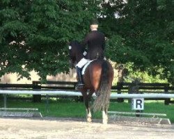 dressage horse Amos 71 (Rhinelander, 2002, from Abanos)