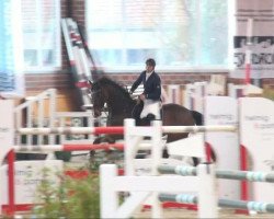 jumper Bravour van't Keizershof (Belgian Warmblood, 2001, from Capital)