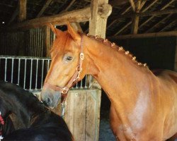 broodmare Dinah (Westphalian, 1997, from Diamo)