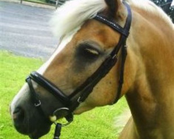 dressage horse Hermes (Haflinger, 1998, from Helios)