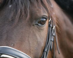 Pferd Doktrina (Litauer Warmblut, 2000, von Poroch)