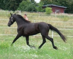 horse Cimor el Sodi (Arab half breed / Partbred, 2008, from Mansoor EAO)