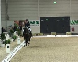 dressage horse Damiro 23 (German Sport Horse, 2003, from Donnersmarck)