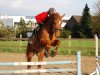 dressage horse Fyno Finelli (Westphalian, 2000, from Focus)