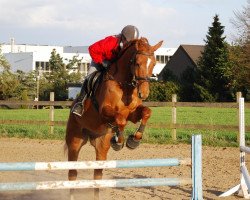 dressage horse Fyno Finelli (Westphalian, 2000, from Focus)