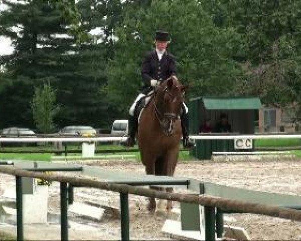 dressage horse Dialog SW (Westphalian, 2000, from Don Bedo I)