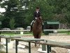 dressage horse Dialog SW (Westphalian, 2000, from Don Bedo I)