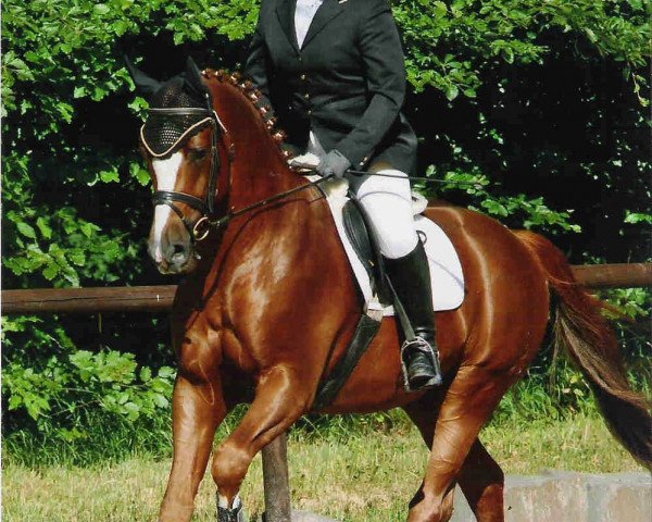 horse Rusty Royal (Oldenburg, 2006, from Rio Zeus)