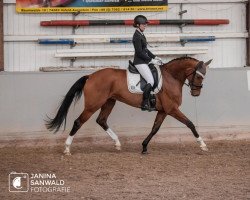 dressage horse Fräulein Smilla Sr (Westphalian, 2010, from Fuechtels Floriscount OLD)