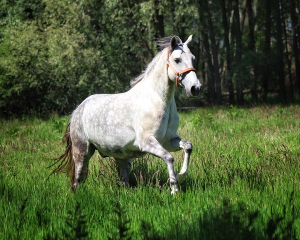 horse Imperioso 7 (Lusitano, 2011, from Vai-Hipo)